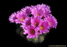 Echinocereus enneacanthus ssp. brevispinus 1380